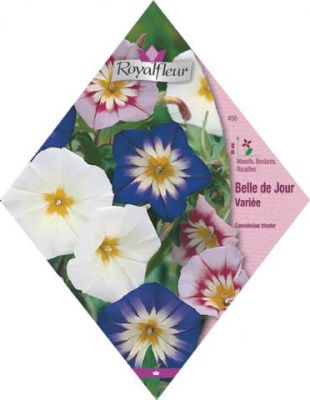BELLE DE JOUR Vari�e