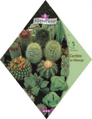 CACT�ES ET PLANTES GRASSES En M�lange