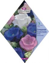 CAMPANULE Carpatica Naine Bleue