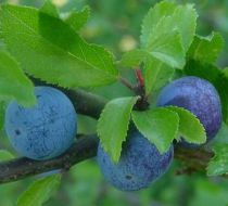 Prunellier - Épine noire : Taille 60/80 cm - Racines nues