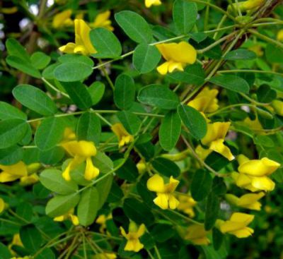 Acacia jaune / Acacia de Sib�rie : taille 60/80 cm - Racines Nues
