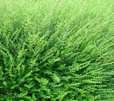 Ch�vrefeuille nitida : Taille 15/20 cm - Godet 9x9 cm