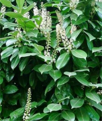 Laurier du Caucase / Laurier Palme : Taille 40/60 cm - Pot de 3 litres