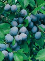 Prunier 'Quetsche dAlsace' : Basse tige / Gobelet - RACINES NUES