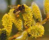 Kit haie mellifère - Jardin d'Abeilles : 26 plants - taille 40/80 cm - Racines Nues