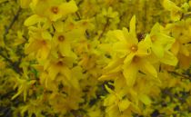 Forsythia 'week-end' : Taille 50/60 cm - pot de 3 litres