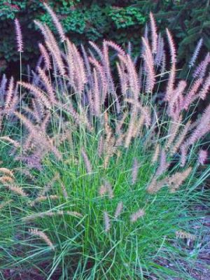 Herbe aux �couvillons 'karley rose'� : Godet de 9x9 cm