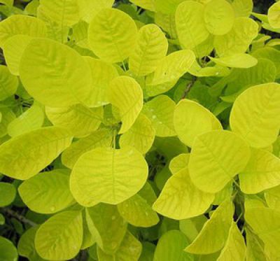 Arbre � Perruques 'Golden SPIRIT' : Taille 40/60 cm - Pot de 3 litres.