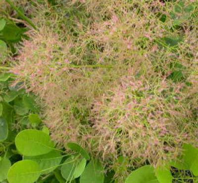 Arbre � Perruques 'Young Lady'� : Taille 40/60 cm - Pot de 3 litres.