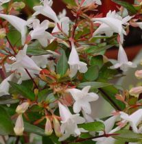 Abelia x Grandiflora : Taille 25/30 cm - Pot de 3 litres