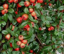 Cotoneaster coral beauty : Godet de 9x9 cm