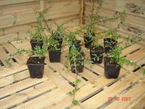 Cotoneaster skogholm : Godets de 9x9 cm