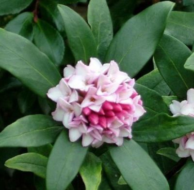 Daphn� / Bois-joli odorant : taille 20/30 cm - Pot de 2 litres.