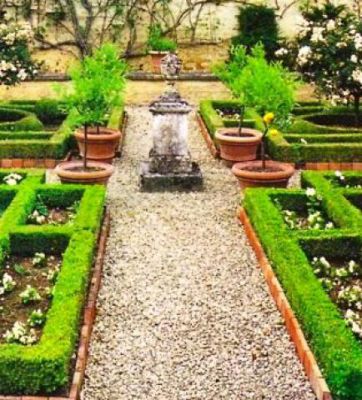Buis � bordure : Taille 8/10 cm - Godet 9x9 cm