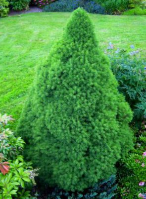 Epic�a Glauca 'Conica' : Taille 30/40 cm - Pot de 3 litres
