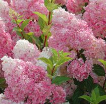 Hortensia à panicules Vanille-Fraise® : Taille 40/60 cm - Pot de 3 litres