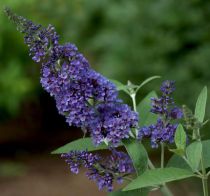 Arbre aux papillons 'Ellen's Blue' : Taille 40/60 cm - Pot de 3 litres