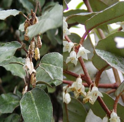 Chalef / Elaeagnus Ebbingei : Taille 60/80 cm - Pot de 3 Litres