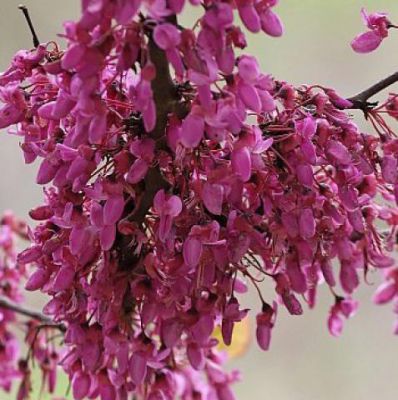 Arbre de Jud�e : Taille 100/125 cm - Pot de 20 litres