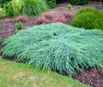 Genévrier 'Blue carpet' : Taille 20/30 cm - Pot de 3 litres