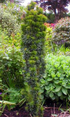 If fastigi�, If d'Irlande fastigi� : Taille 40/50 cm - Pot de 3 litres