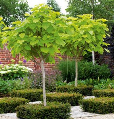 Catalpa de Caroline dor� : Taille 40/50 cm - Pot de 5 litres