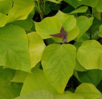 Catalpa de Caroline doré : Taille 40/50 cm - Pot de 5 litres