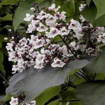 Catalpa pourpre : Taille 40/50 cm - Pot de 5 litres