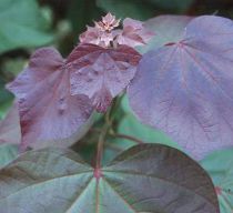 Catalpa pourpre : Taille 40/50 cm - Pot de 5 litres