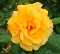 Rosier polyantha All gold : 3 branches et + - Racines nues