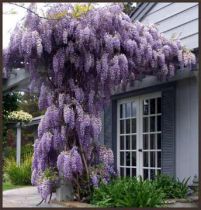 Glycine de Chine 'Prolific' : Taille 50/60 cm - Pot de 2 litres