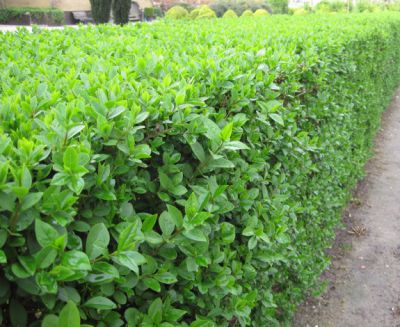 Tro�ne vert / Tro�ne de Californie : taille 80/100 cm - Racines Nues