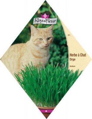 Herbe � Chat