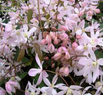 Clematite Armandi Apple Blossom : Taille 50/60 cm - Pot de 2 litres