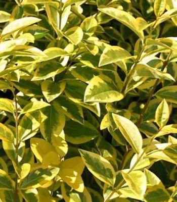 Tro�ne dor� : Taille 40/50 cm - Pot de 3 litres