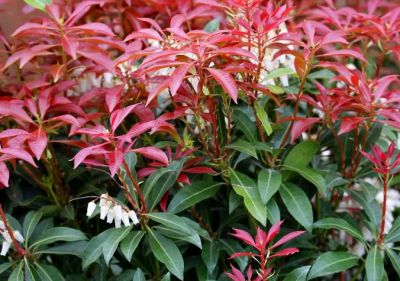 Androm�de du Japon 'Mountain Fire' : Taille 20/30 cm - Pot de 2 litres