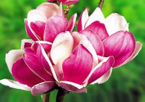 Magnolia Soulangeana 'Satisfaction' :  Taille 60/80 cm - Pot de 5 litres
