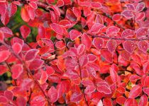 Cotoneaster Horizontalis / Cotoneaster rampant : Taille 30/40 cm - Pot 3 litres