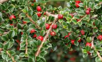 Cotoneaster Horizontalis / Cotoneaster rampant : Taille 30/40 cm - Pot 3 litres