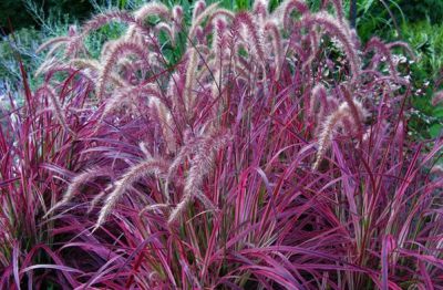 Herbe aux �couvillons 'Fireworks' : Pot de 3 litres