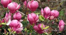 Magnolia soulangeana Lennei : Taille 60/80 cm - Pot de 3 litres