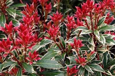 Androm�de du Japon 'Little Heath' : Taille 20/30 cm - Pot de 2 litres