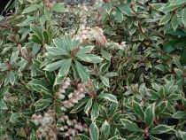 Andromède du Japon 'Little Heath' : Taille 20/30 cm - Pot de 2 litres