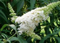 Arbre aux papillons  White Profusion : Taille 40/60 cm - Pot de 3 litres