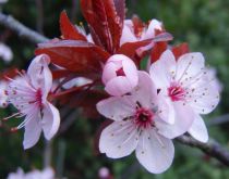 Cerisier a fleurs Pissardii : Taille 60/80 cm - Pot de 4 litres