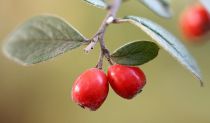 Cotonéaster Franchetii : taille 40/+ cm - Racines Nues