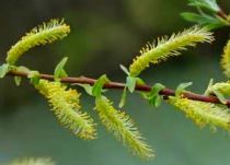 Saule amandier - Osier brun - Saule à trois étamines : Taille 60/90 cm - Racines Nues