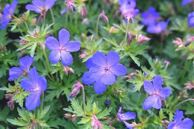 Granium vivace 'Johson'S Blue' : Godet de 9x9 cm - 0,6 litre
