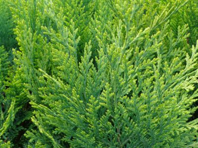 Cypr�s de Lawson 'Alumigold' : Taille 40/60 cm - Pot de 3 litres