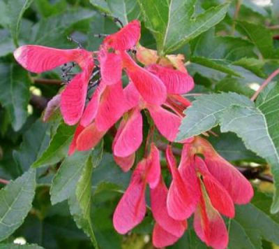 �rable Ginnala / �rable de l'Amour / �rable du fleuve Amour :  Taille 40/60 cm - Pot 3 litres